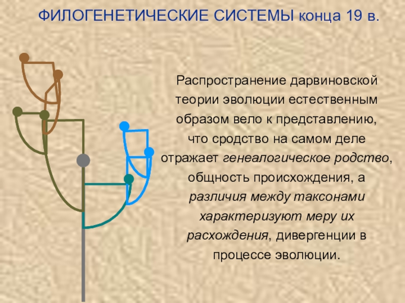 Система конец. Филогенетическая система. Искусственные и Естественные филогенетические системы. Филогенетические подсистемы. Филогенетические координации.