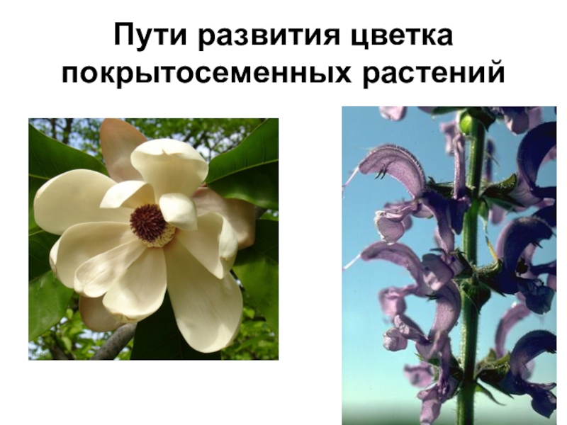 Пути развития цветка покрытосеменных растений