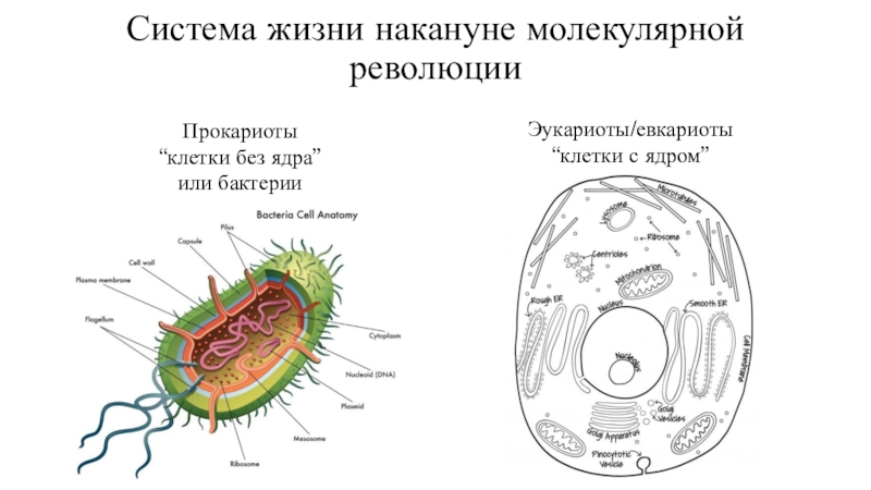 Что входит в клетки прокариот. Прокариоты без ядра. Клетка прокариот. Клетка без ядра. Эукариот клетка с или без ядра.