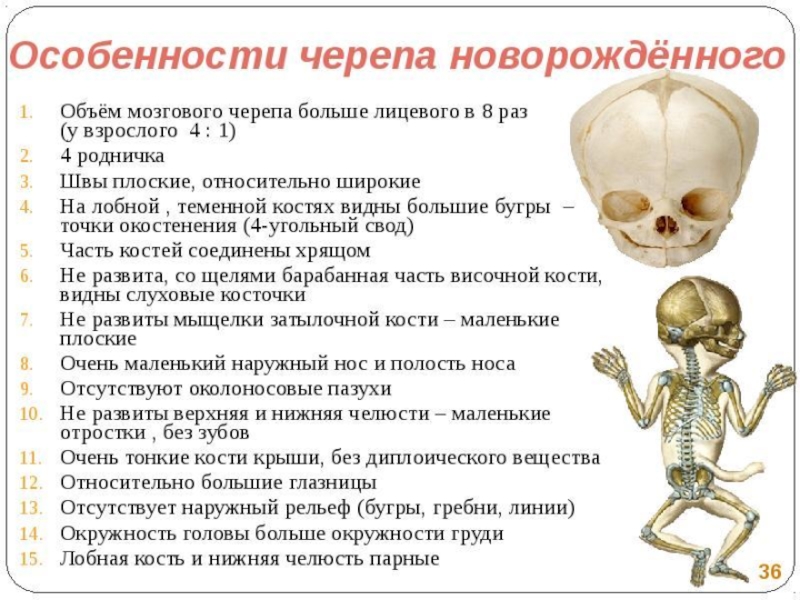 Черепно мозговую кость. Особенности строения черепа новорожденного. Афо черепа новорожденного. Анатомо физиологические особенности черепа у детей. Перечислите отличительные признаки черепа новорожденного.