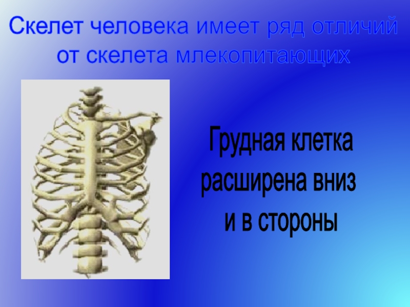 Отличия скелета человека от млекопитающего. Грудная клетка расширена в стороны. Грудная клетка человека и млекопитающих. Скелет грудной клетки млекопитающих. Отличие скелета человека от млекопитающих.