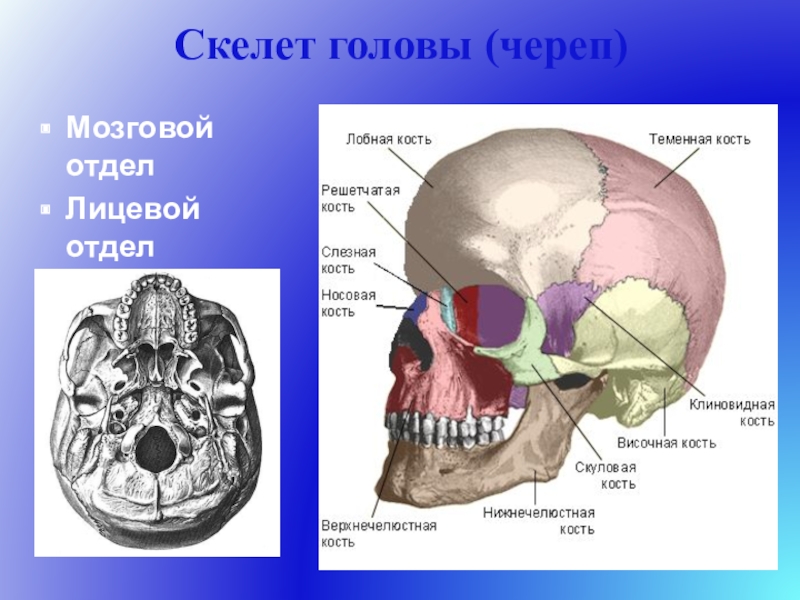 Лицевой скелет черепа. Осевой скелет череп мозговой отдел лицевой отдел. Кости лицевого отдела черепа анатомия. Скелет головы мозговой череп. Скелет головы череп лицевой отдел.