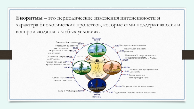 Колебание интенсивности биологических процессов