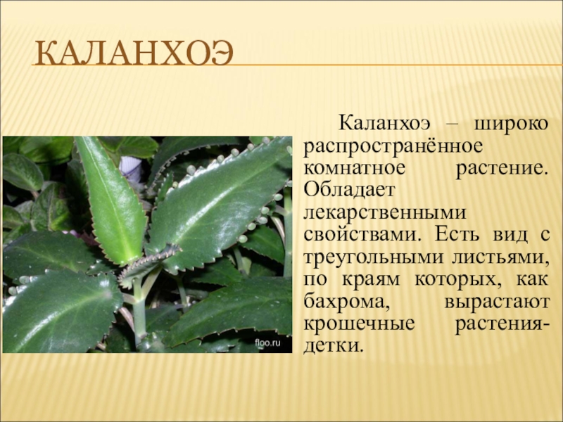 Растение каланхоэ фото лечебные свойства и описание