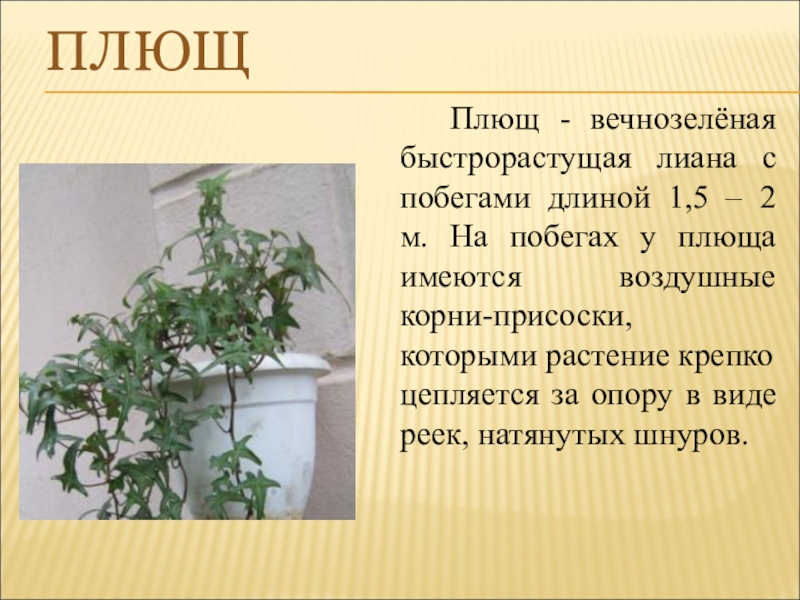 Песня плюща. Плющ вечнозеленый (Hedera).. Комнатные растения плющ Родина растения. Плющ ядовитый плющ растение. Родина плюща комнатного.