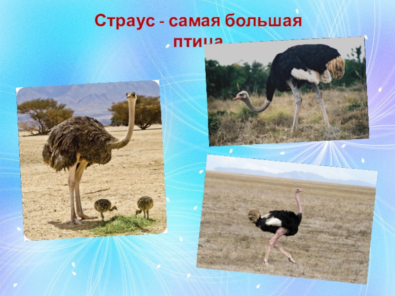 4 страуса. Самый большой страус.