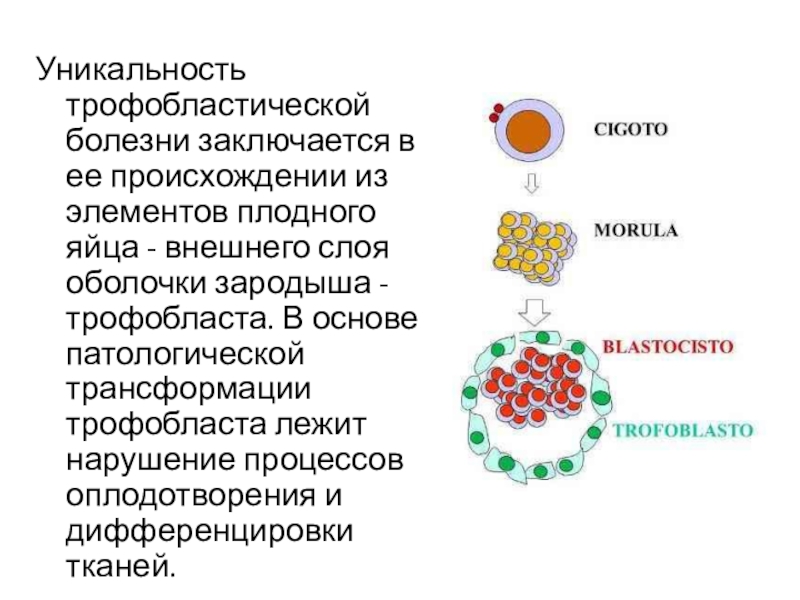 Трофобластическая болезнь презентация