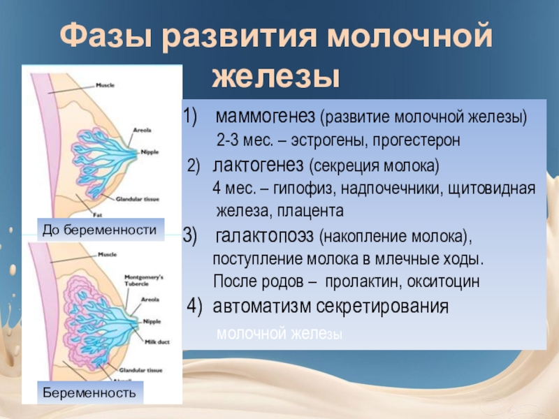 Развитие железа. Стадии развития молочных желез. Этапы формирования молочных желез. Фазы развития молочной железы. Стадии развития молочных желёз.