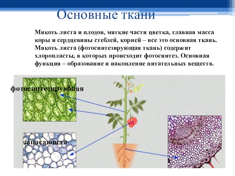 Органы растений основных тканей. Мякоть листа фотосинтезирующая ткань. Запасающая ткань растений. Основные ткани. Основные фотосинтезирующие ткани.