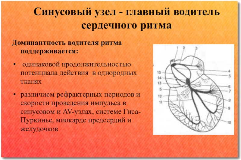 Водитель ритма. Синусовый узел. Синусовый водитель ритма. Несинусовый водитель ритма. Водители ритма сердца.