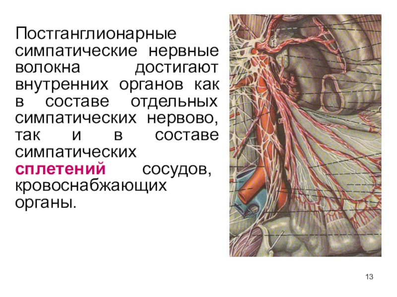 Функциональная анатомия вегетативной нервной системы презентация