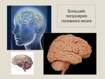 Большие полушария головного мозга