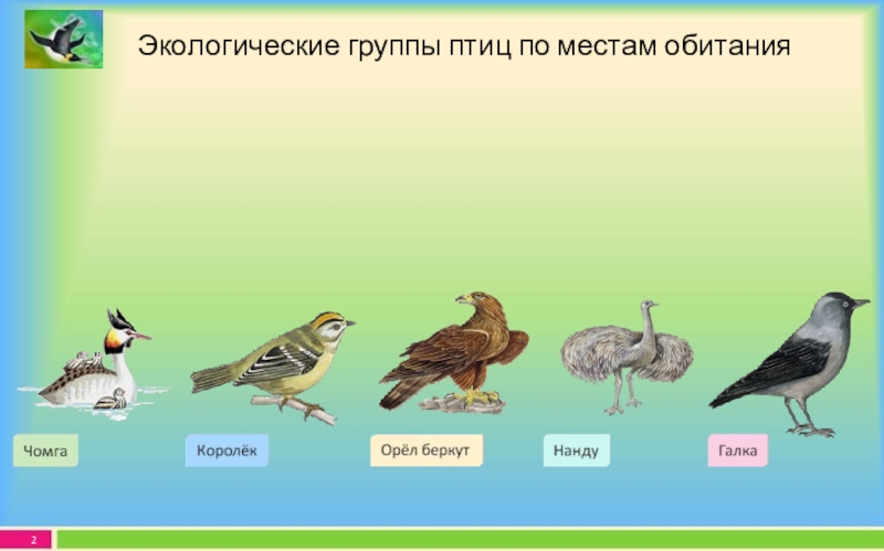 Окружающая среда и птицы. Экологические группы птиц. Птицы экологические группы птиц. Экологические группы птиц по местам обитания. Экологическая группа птиц и место обитания.