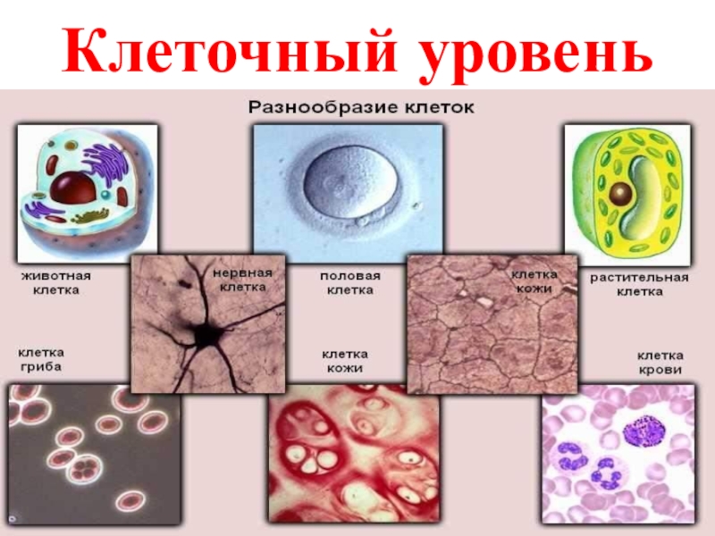 Клеточный уровень. Разнообразие клеток. Разнообразие животных клеток. Схема разнообразие клеток. Многообразие клеток презентация.