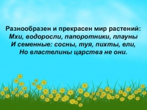 Разнообразен и прекрасен мир растений:
Мхи, водоросли, папоротники, плауны
И