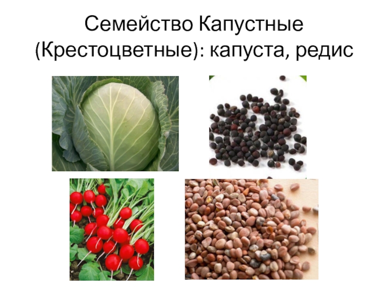 Капуста редис семейство. Семейство крестоцветные капустные. Овощи семейства крестоцветных. Крестоцветные капуста редис. Семена крестоцветных.