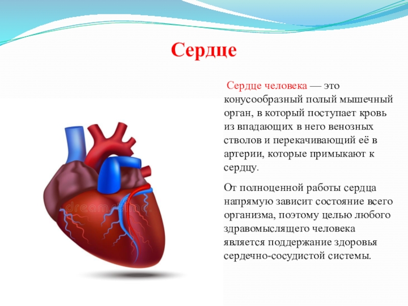 Проект сердце человека