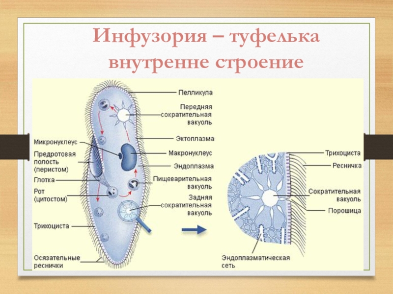 Какую функцию в теле инфузории туфельки выполняют органоиды обозначенные на рисунке вопросительным