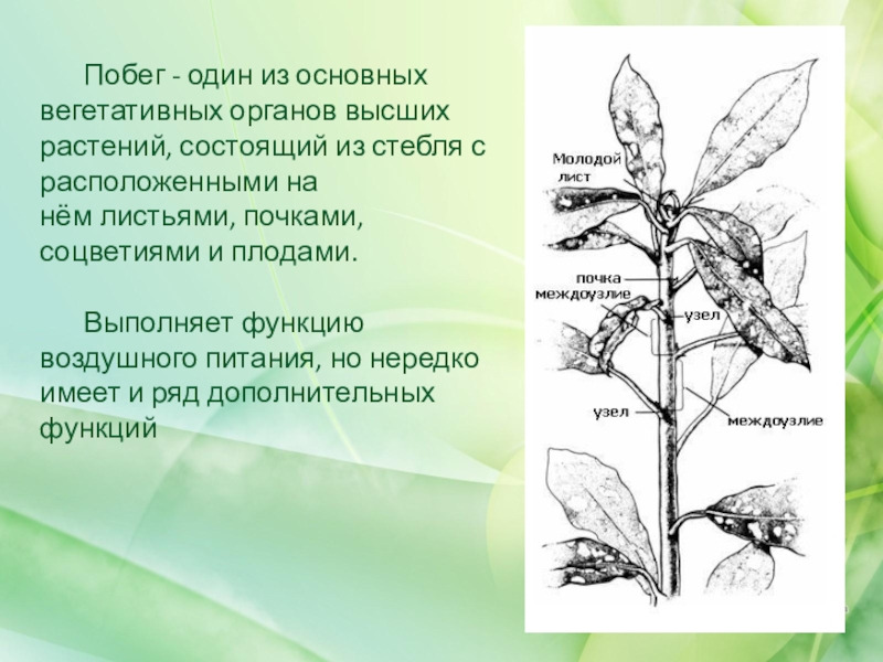 Презентация Побег - один из основных вегетативных органов высших
растений, состоящий из