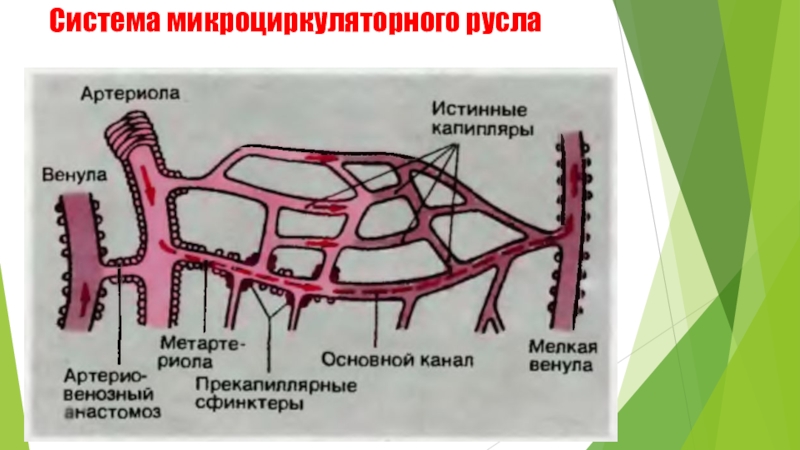 Микроциркуляторное русло гистология рисунок