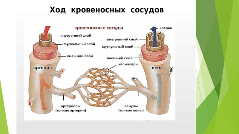 Кровеносные сосуды схема