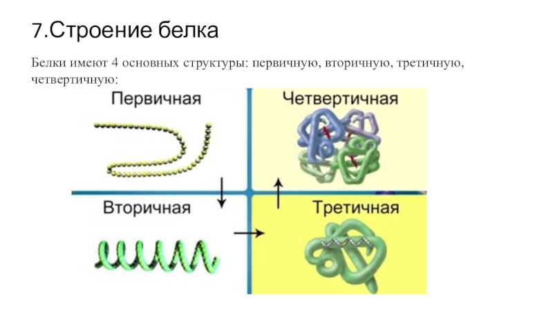 7 белков. Белок первичная структура вторичная третичная. Строение белка первичная вторичная третичная четвертичная. Структура белков первичная вторичная третичная четвертичная. Белки первичная вторичная третичная четвертичная структуры.