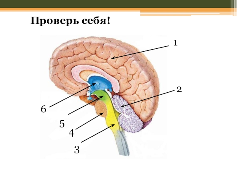 Строение головного мозга рисунок без подписей