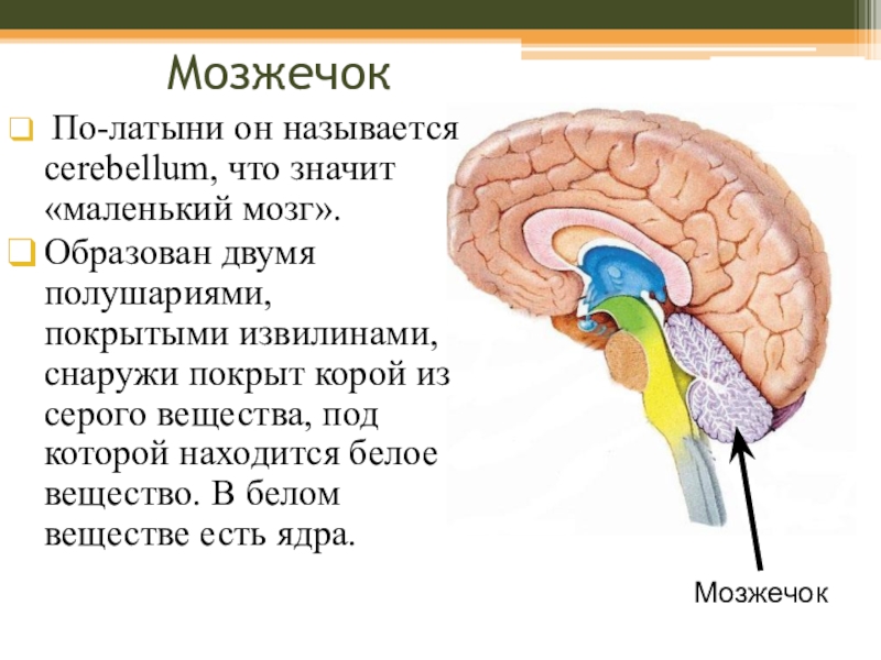В чем особенность строения мозжечка какую функцию. Функции мозжечка. Функциональное строение мозжечка. Двигательные функции мозжечка. Мозжечок структура и функции.
