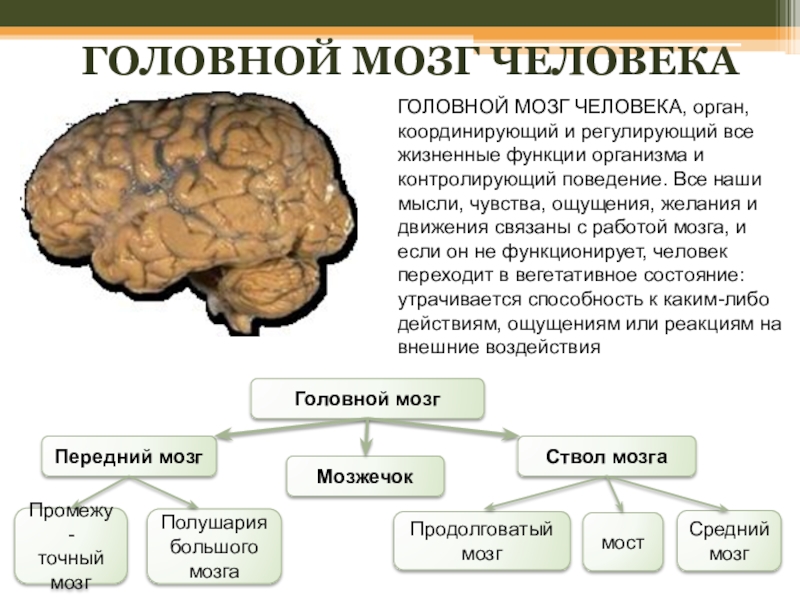 Функции человечества