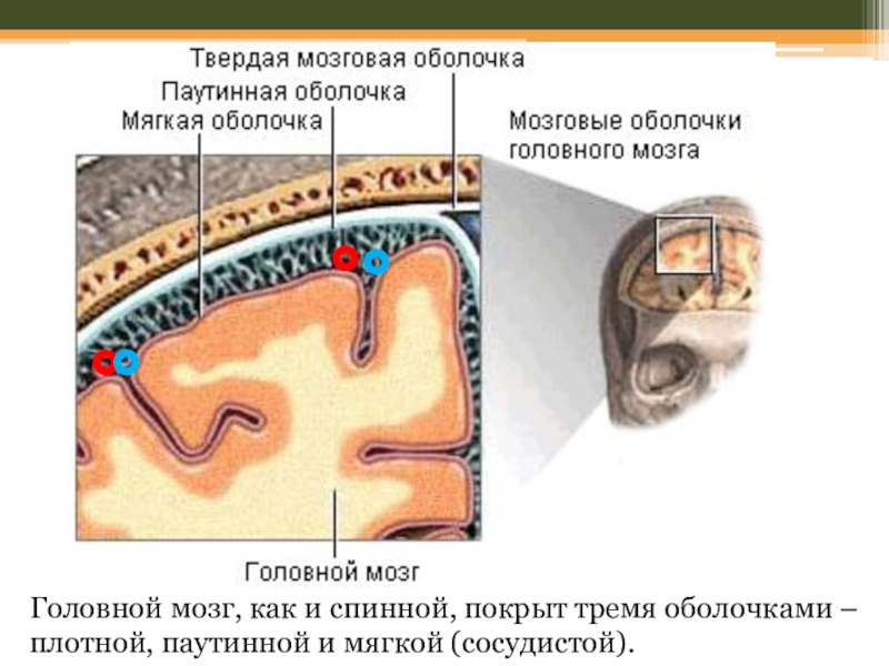 Паутинная бородавка. Строение паутинной оболочки. Арахноидит головного мозга. Грануляции паутинной оболочки. Сосуды мягкой мозговой оболочки. Пленочный препарат..