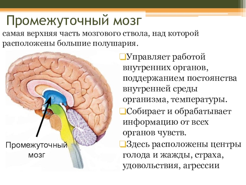 Строение и функции внутренних. Функции среднего мозга таблица. Центры промежуточного мозга. Промежуточный мозг таблица. Средний мозг строение таблица.