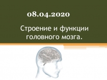 Строение и функции головного мозга