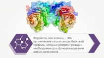 Ферменты или энзимы — это органические катализаторы белковой природы, которые