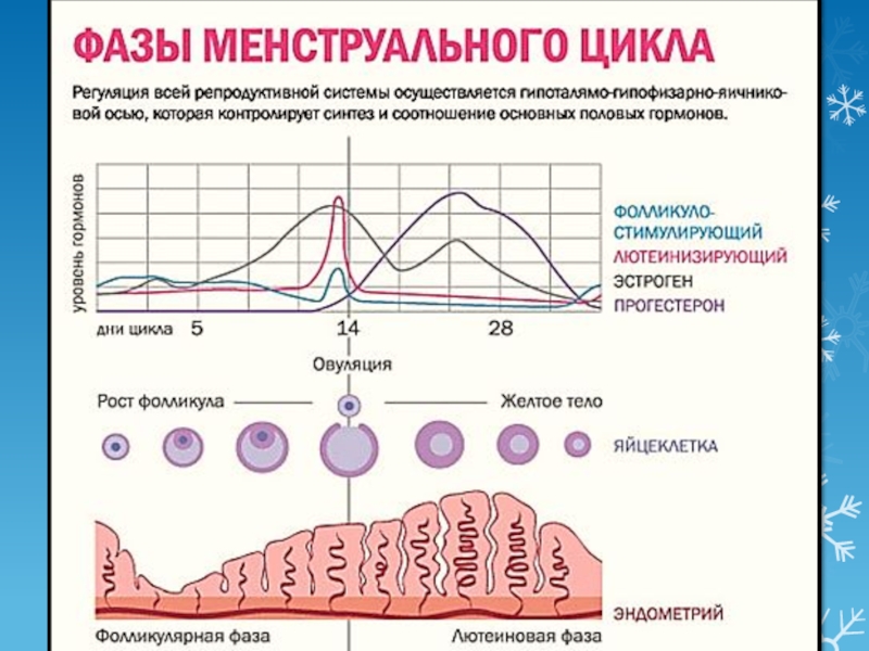 Процесс месячных в организме в картинках