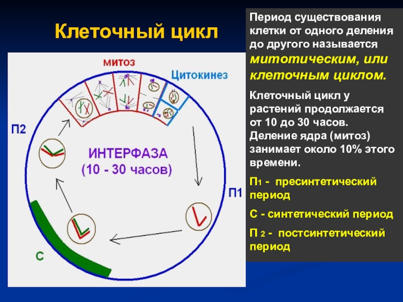 Какой цифрой на рисунке отмечен постсинтетический период жизненного цикла клетки