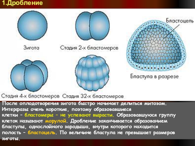 Образование бластулы рисунок