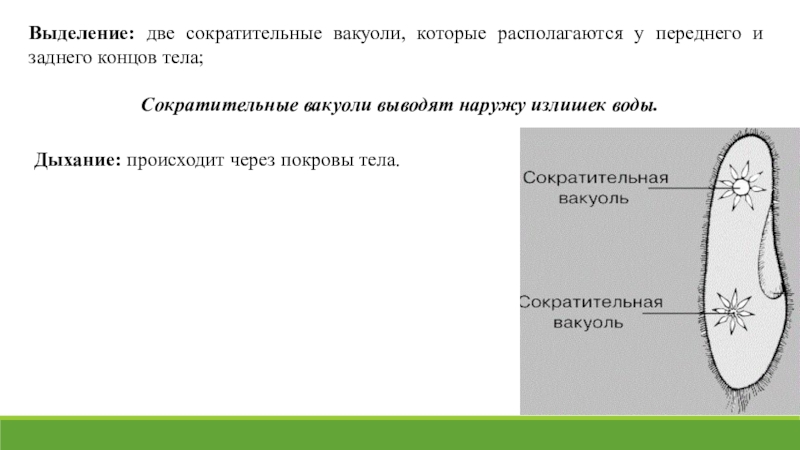 Выделение нескольких. Сократительные вакуоли. Две сократительные вакуоли. Выделение сократительная вакуоль. Сократительные вакуоли с приводящими канальцами.