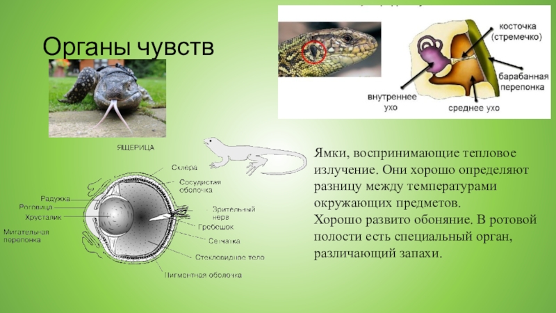 Обоняние у пресмыкающихся. Органы чувств пресмыкающихся. Строение глаза рептилий. Органы чувств рептилий. Органы чувств пресмыкающихс.