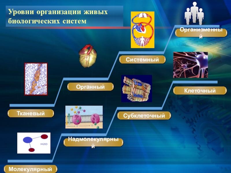 Уровни организации систем. Молекулярные уровни организации живой клетки. Уровни организации молекулярный клеточный организменный. Уровни организации живых систем биология. Субклеточный уровень организации.