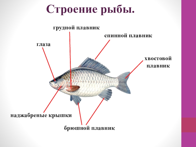 Картинка строение тела рыбы 1 класс