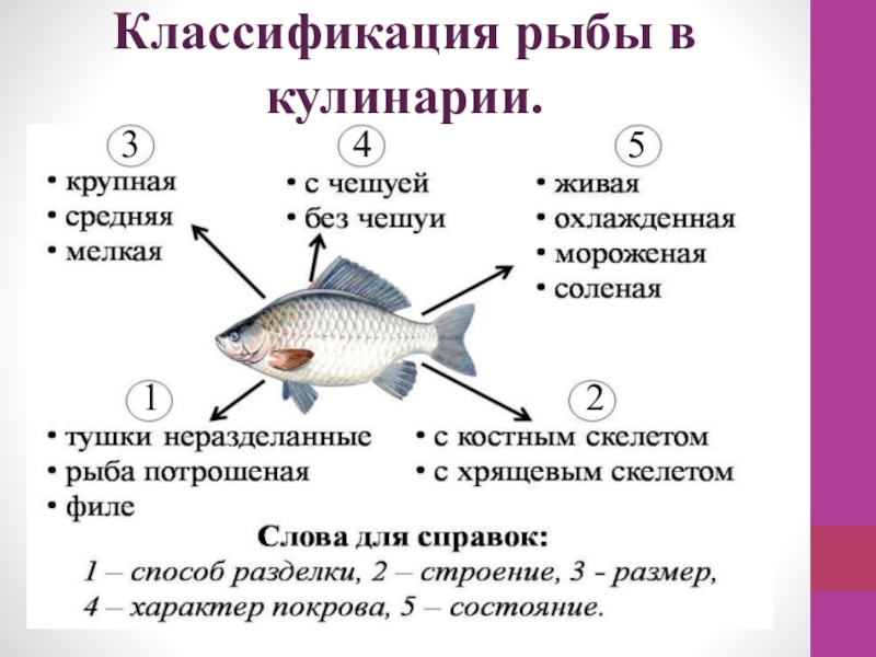 Дополните схему классификации рыб по температуре в толще мышц