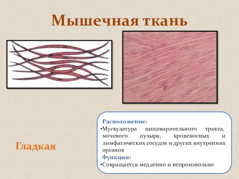 Ткани человека презентация