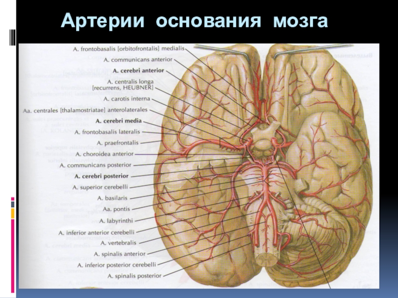 Основание мозга. Основание мозга где. Основание мозга Неттер. Артерии основания.