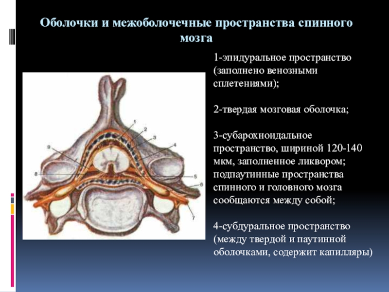 Оболочка пространства. Оболочки и МЕЖОБОЛОЧЕЧНЫЕ пространства головного. Оболочки и МЕЖОБОЛОЧЕЧНЫЕ пространства головного мозга схема. Межоболочные пространства спинного мозга. МЕЖОБОЛОЧЕЧНЫЕ пространства спинного и головного мозга.
