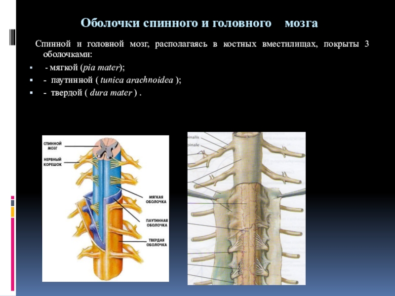 Схема оболочек спинного мозга