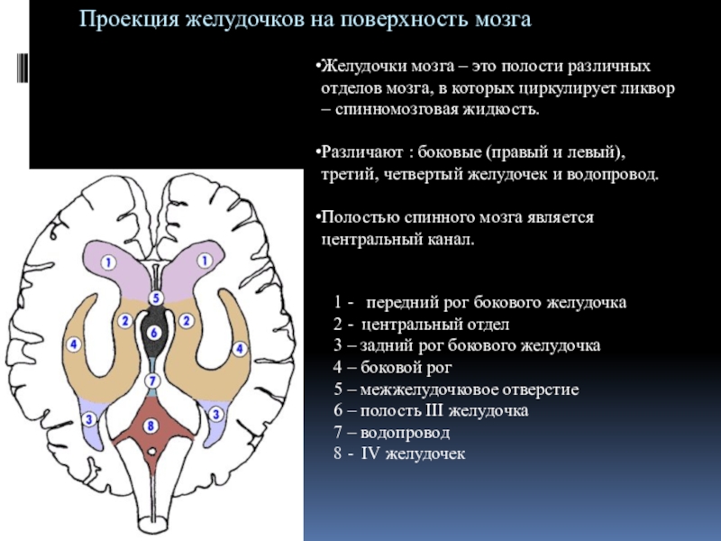 Правый желудочек головного. Боковые желудочки анатомия кт. Боковые желудочки конечного мозга задний Рог. Стенки боковых желудочков головного мозга. Передний Рог бокового желудочка латынь.