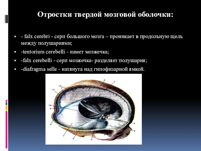 Серп большого мозга. Серп большого мозга твердая мозговая оболочка. Серп твердой мозговой оболочки. Серп большого мозга и намет мозжечка. Большой серповидный отросток твердой мозговой оболочки.