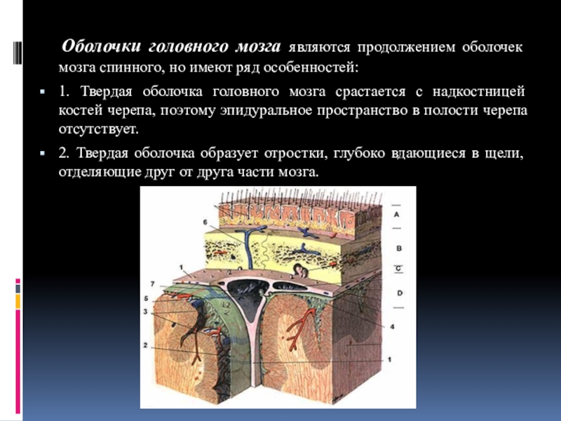 Оболочки мозга. Функции твердой оболочки головного мозга. Эпидуральное пространство головной мозг. Оболочки головного мозга и спинного мозга. Мозговые оболочки головного и спинного мозга.