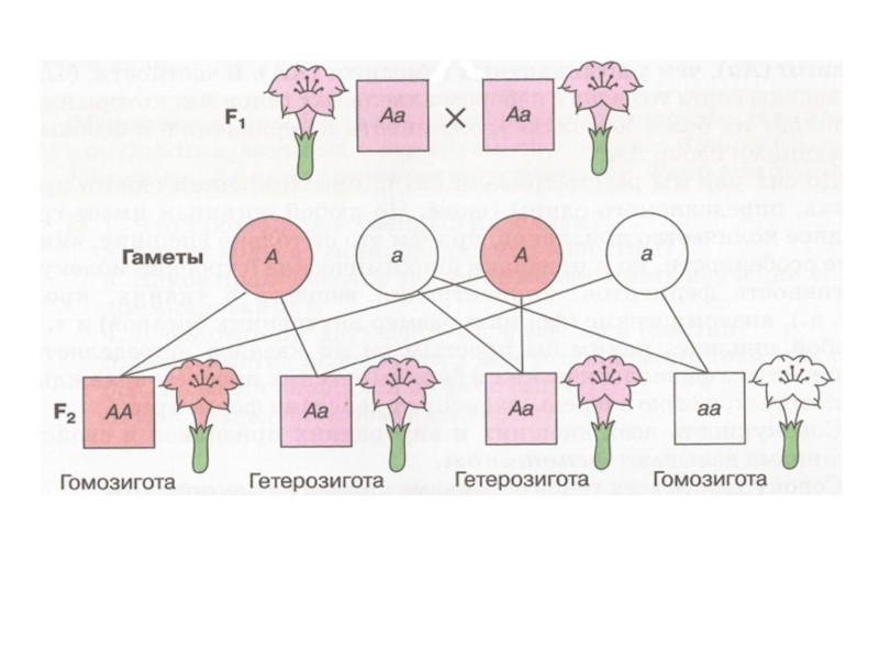 Закон чистоты гамет схема