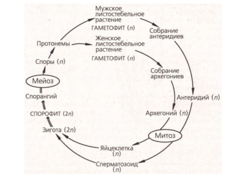Мох сфагнум стадии жизненного цикла. Жизненный цикл сфагнума схема. Цикл развития Кукушкина льна схема. Жизненный цикл моховидных схема. Жизненный цикл мхов схема.